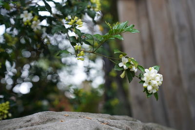 Close-up of white flowering plant