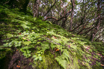 Trees growing in forest