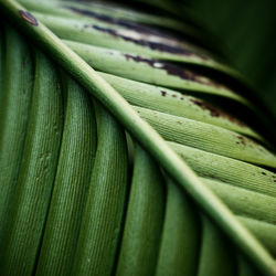 Detail shot of green leaves