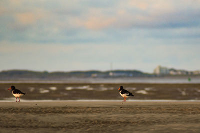 Birds on beach