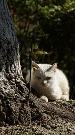 Portrait of a cat on tree trunk