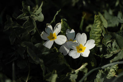 Close-up of white flowering plant