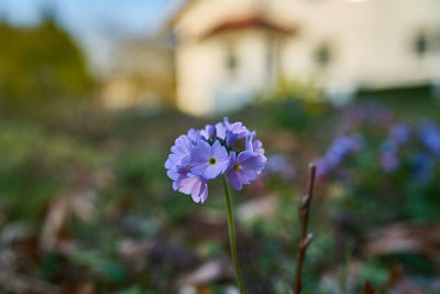 Close-up of purple flowering plant on field