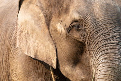 Close-up of elephant