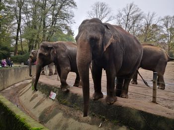 Elephant in a forest