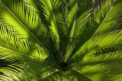 Close-up of palm tree leaves