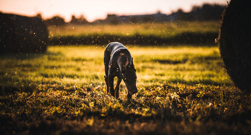 View of dog on field during sunset