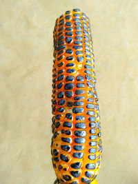 Close-up of a butterfly