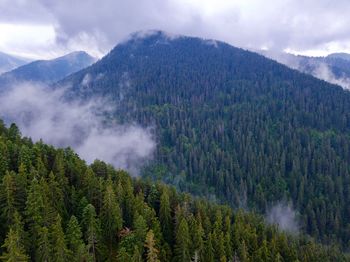 Scenic view of pine trees and mountains against sky
