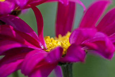 Close-up of pink flower