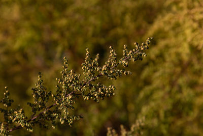 Wild artemisia annua plants in the mountains, cordoba province, argentina