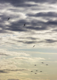 Low angle view of silhouette birds flying against sky