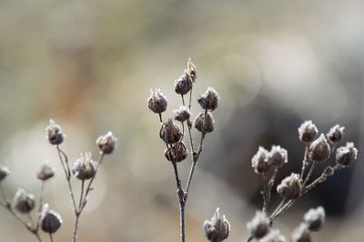 Close-up of flowers against blurred background