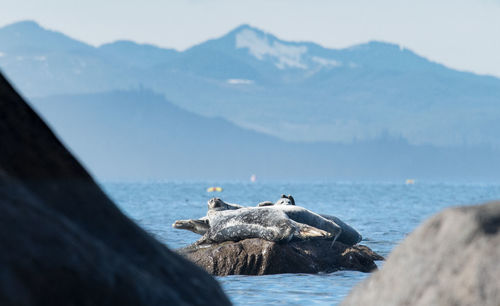 Seals on rock in sea