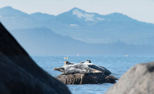 Birds on rock by sea against sky