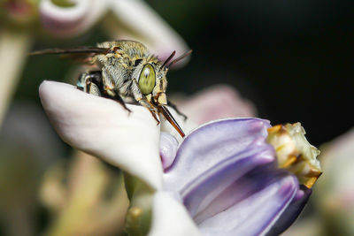 Close-up of bee sucking nectar on purple flower