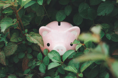 Close-up of piggy bank by plants