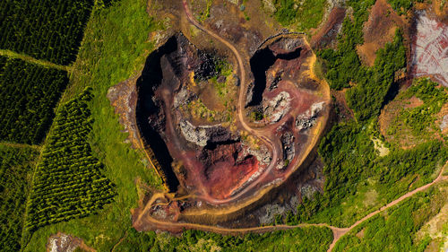 High angle view of plant on land