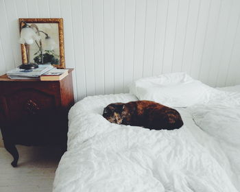 Cat sleeping on bed at home