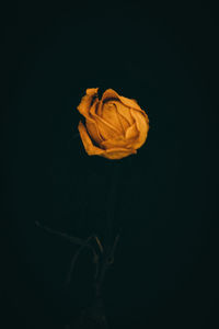 Close-up of wilted rose against black background