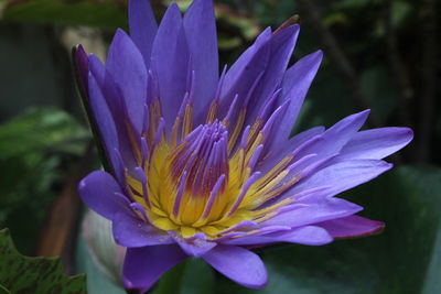 Close-up of purple crocus blooming outdoors