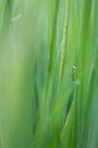 Close-up of insect on grass