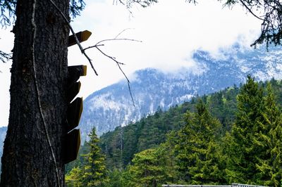 Panoramic view of trees and mountains against sky