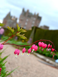 Close-up of pink flowers