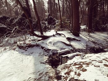 Snow on tree trunk in forest during winter