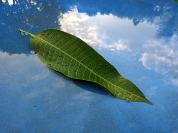 High angle view of leaf on plant against sky