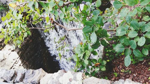 Plants growing on tree