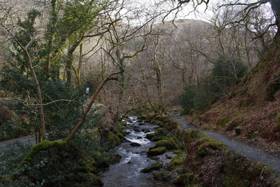 River flowing amidst trees in forest