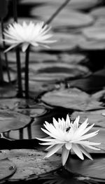 Close-up of lotus water lily in pond