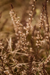 A brown heather flowers in the swamp in spring