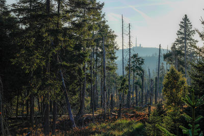 Trees in forest against sky