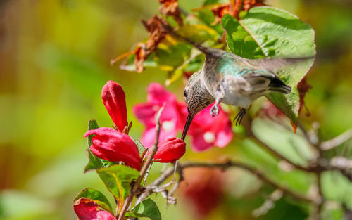 Close-up of hummingbird at red flowering plant