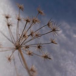 Close-up of dandelion against sky