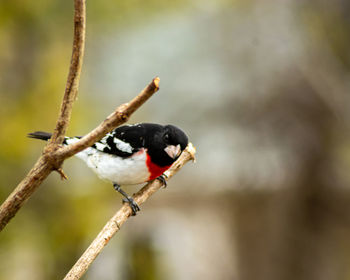 Close-up of bird perching on branch