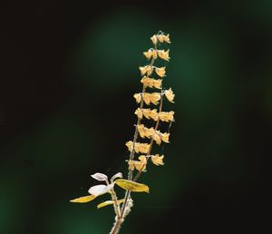 Close-up of flowering plant against white background