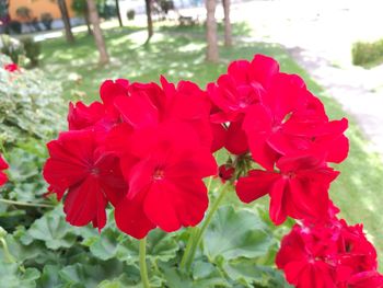 Close-up of red flowers