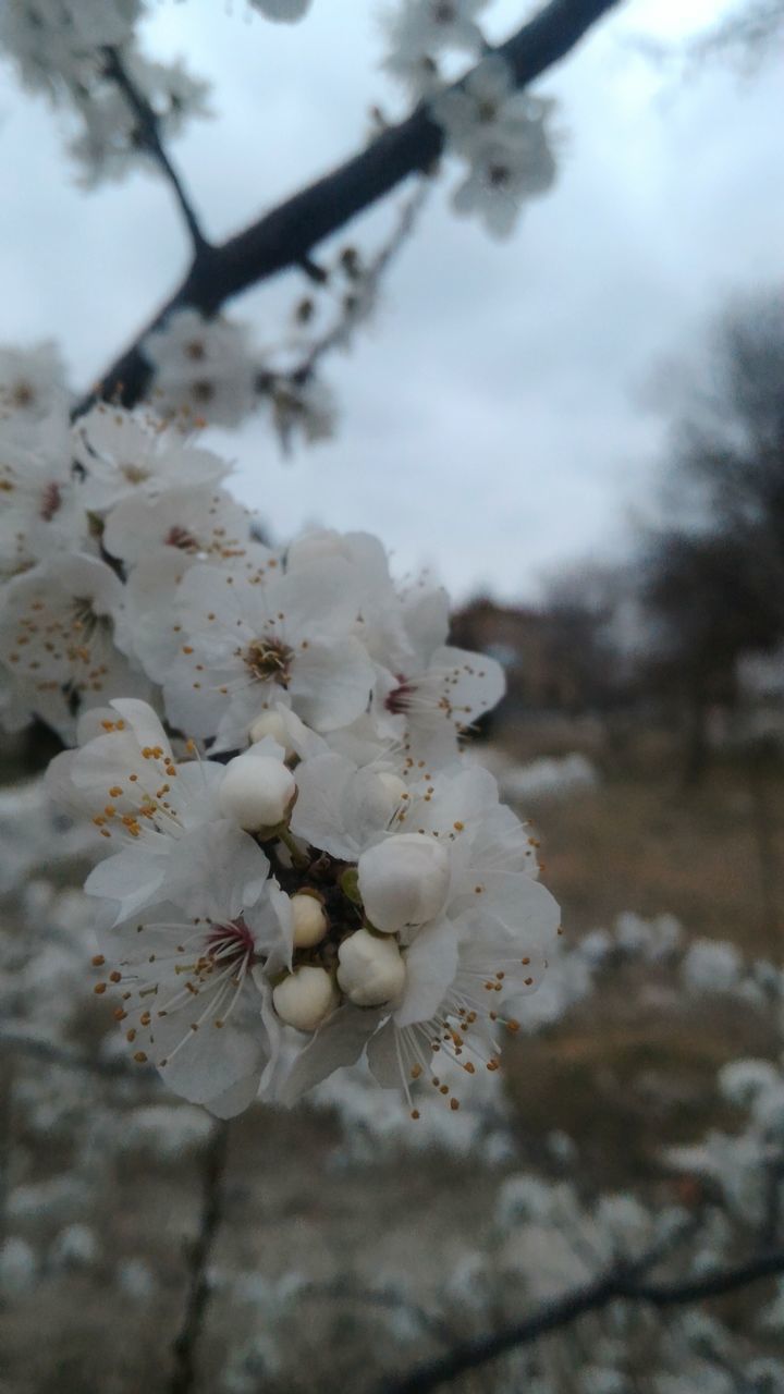 flower, focus on foreground, growth, close-up, freshness, fragility, nature, beauty in nature, branch, tree, white color, sky, petal, selective focus, twig, plant, blossom, day, outdoors, flower head