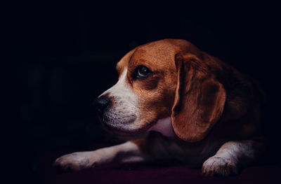 Close-up of dog looking away