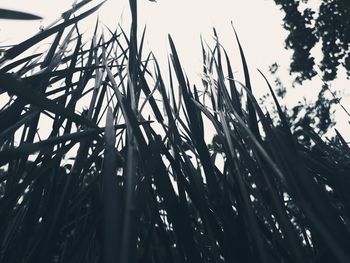 Low angle view of grass against sky