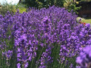 Close-up of purple lavender flowers in field