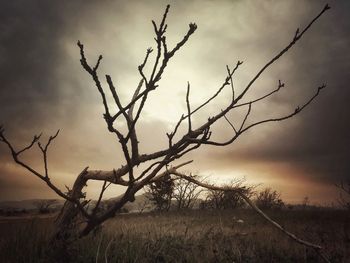 Bare trees on field at sunset