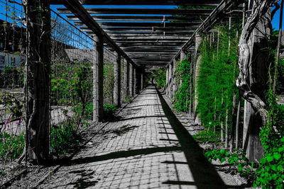 Empty footpath amidst trees in forest