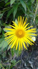 Close-up of yellow flowering plant on field