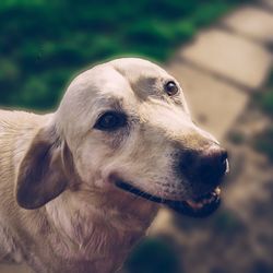 Close-up portrait of dog