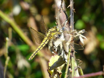 Close-up of insect on plant