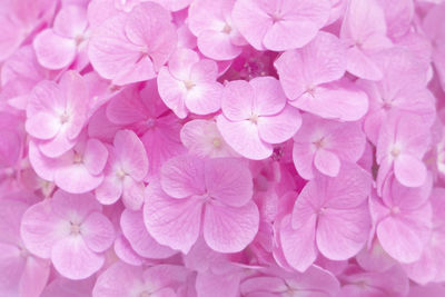 Full frame shot of pink flowering plant